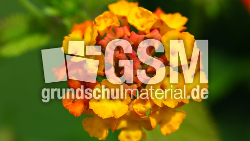 Wandelröschen (1).jpg